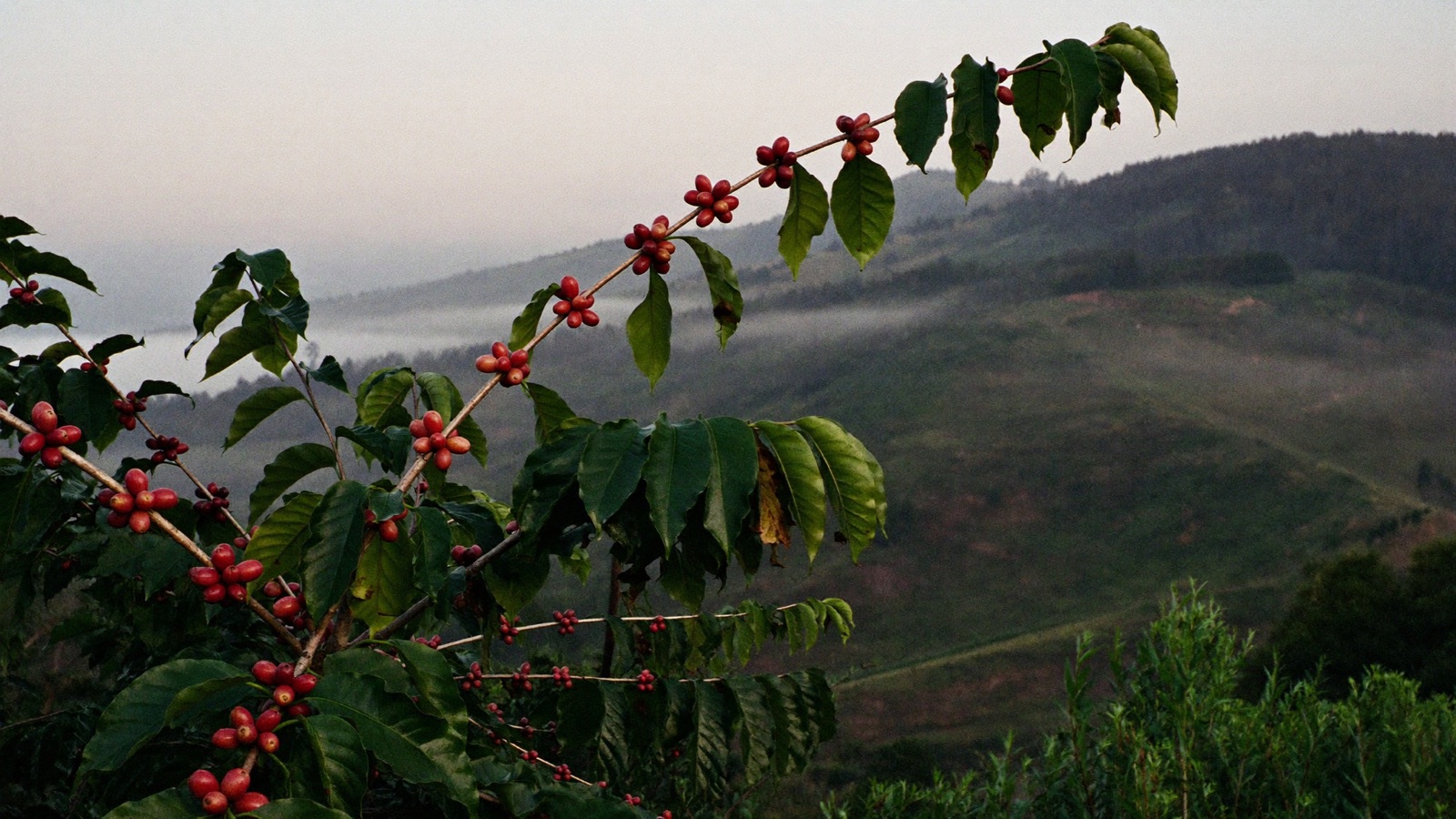 Ciliegie di caffe mature su una pianta in Colombia